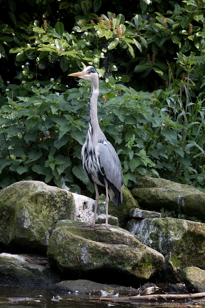 vogels vogel hdr fauna natuur aves zang vliegen vrij
